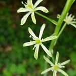 Loncomelos pyrenaicus Flor
