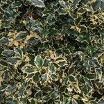 Ilex aquifolium Folio