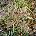 Pedicularis palustris ഇല