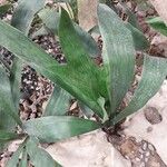 Dracaena hyacinthoides Leaf