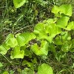 Viola cucullata Leaf