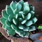 Pachyphytum bracteosum পাতা