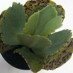 Kalanchoe marmorata List