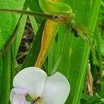 Vigna vexillata Blomma