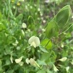 Lathyrus aphaca Flower