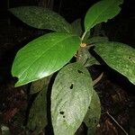 Besleria robusta Leaf