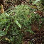 Selaginella cathedrifolia ᱥᱟᱠᱟᱢ