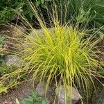 Carex elata Fuelha