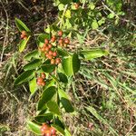 Carissa spinarum Fruit