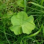 Alchemilla acutiloba Φύλλο