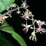 Miconia gracilis Otro