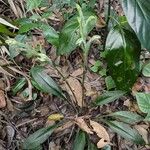 Sarcoglottis acaulis Flor