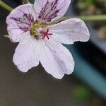 Erodium glandulosum Virág