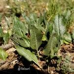 Klasea pinnatifida Leaf