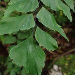 Adiantum trapeziforme पत्ता