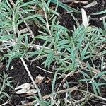 Helianthemum apenninum Leaf