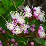 Syzygium ngoyense Hoja