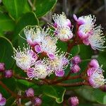 Syzygium ngoyense Leaf