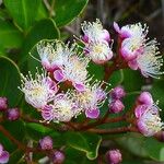 Syzygium ngoyense 叶