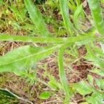 Knautia integrifolia Yaprak