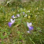 Collinsia parviflora Buveinė