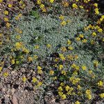 Eriogonum caespitosum Hábitos