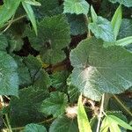 Rubus tricolor Habit