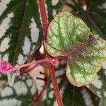 Cissus discolor Outro