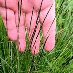 Nardus stricta 花