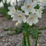Narcissus papyraceus Kvet