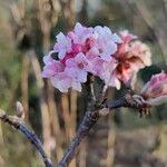 Viburnum grandiflorum Çiçek