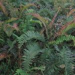 Blechnum cordatum ശീലം