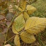 Rubus polonicus Leaf