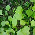 Claytonia rubra Blatt