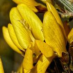 Genista scorpius Flower