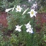 Lilium formosanum Λουλούδι