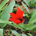 Tulipa undulatifolia Natur