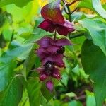 Leycesteria formosa Fula