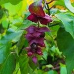 Leycesteria formosa Cvet