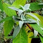 Buddleja globosa पत्ता