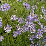 Aster amellus Blüte