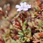 Limonium obtusifolium Хабит