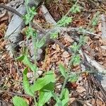 Cynoglossum creticum Habit