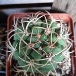 Gymnocalycium monvilleiഇല