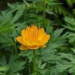 Trollius chinensis Fiore