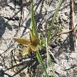 Cyperus flavescens Blüte