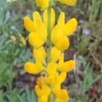 Lupinus luteusফুল