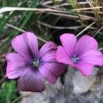 Linum viscosum Flower