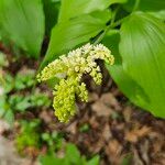 Maianthemum racemosum Kvet
