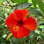 Hibiscus fragilis 花